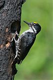 Black-backed Woodpeckerborder=